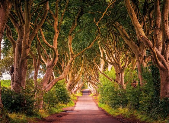 Filmreifes Irland - The Dark Hedges