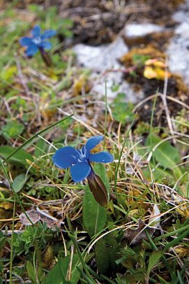 Irlands Gartenträume - Flowers of The Burren