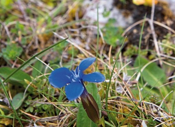 Irlands Gartenträume - Flowers of The Burren