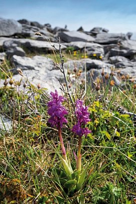 Irlands Gartenträume - Flowers of The Burren
