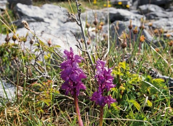 Irlands Gartenträume - Flowers of The Burren