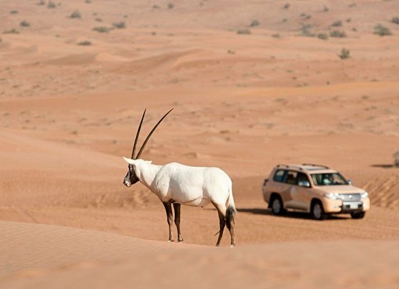 Al Maha, A Luxury Collection Desert Resort & Spa