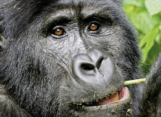 ADAC Special: Naturreise Uganda - Im Land der Berggorillas und Schimpansen