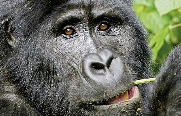 ADAC Special: Naturreise Uganda - Im Land der Berggorillas und Schimpansen