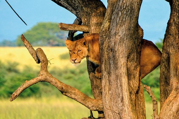 ADAC Special: Naturreise Uganda - Im Land der Berggorillas und Schimpansen - Baumlöwe