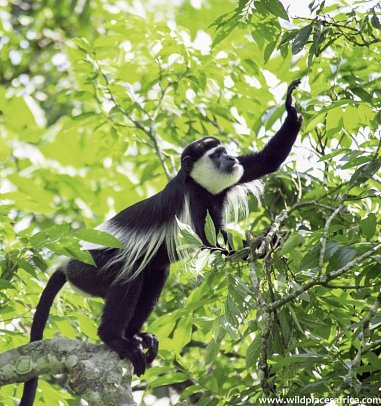 ADAC Special: Naturreise Uganda - Im Land der Berggorillas und Schimpansen - Mantelaffe