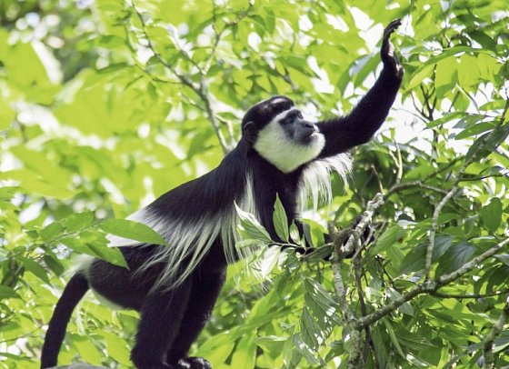 ADAC Special: Naturreise Uganda - Im Land der Berggorillas und Schimpansen - Mantelaffe