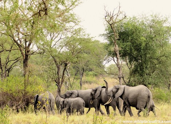 ADAC Special: Naturreise Uganda - Im Land der Berggorillas und Schimpansen