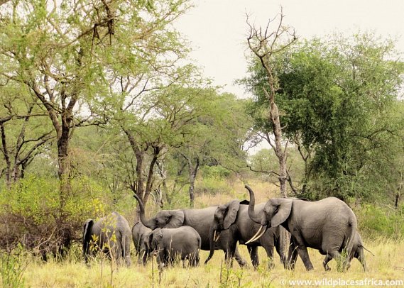 ADAC Special: Naturreise Uganda - Im Land der Berggorillas und Schimpansen