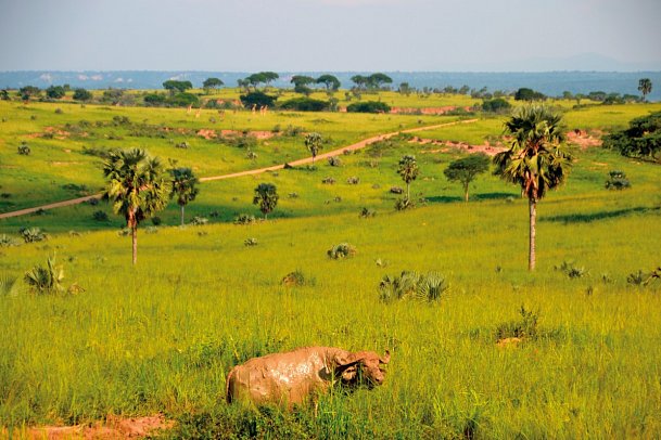 ADAC Special: Naturreise Uganda - Im Land der Berggorillas und Schimpansen