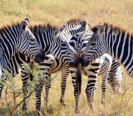 ADAC Special: Naturreise Uganda - Im Land der Berggorillas und Schimpansen