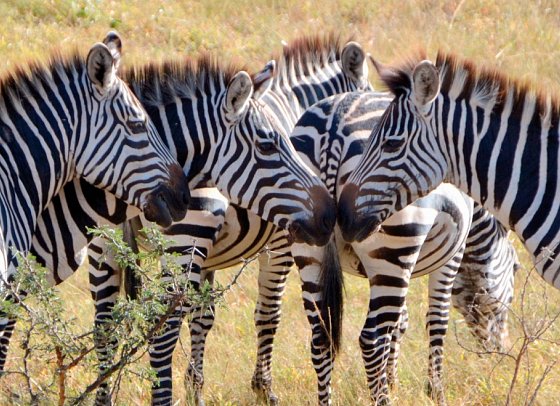 ADAC Special: Naturreise Uganda - Im Land der Berggorillas und Schimpansen