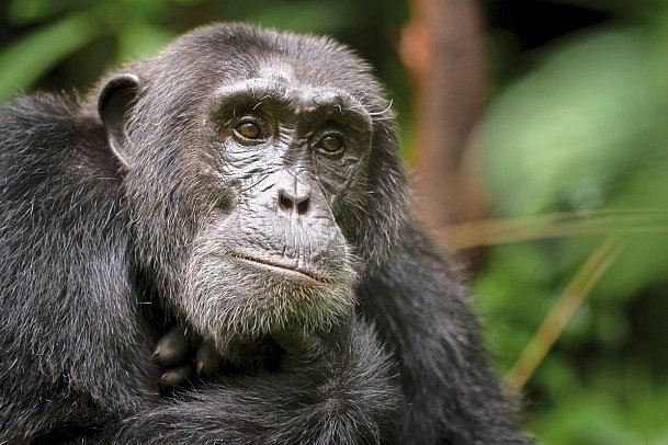 Drifters - Uganda Explorer - Schimpanse