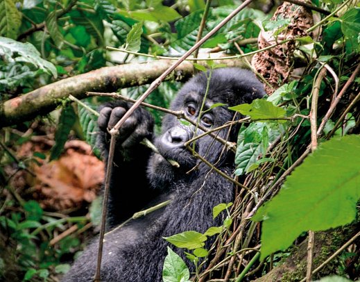 Drifters - Uganda Explorer - Gorilla