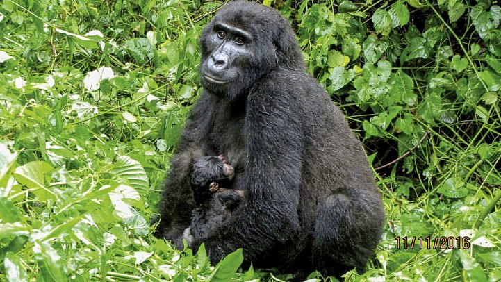 Drifters - Uganda Explorer