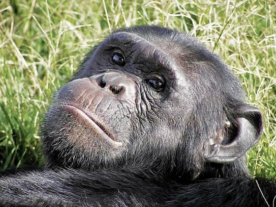 Drifters - Uganda Explorer - Schimpansen