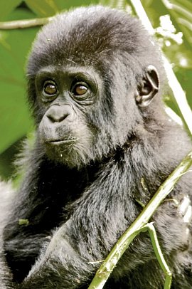 Drifters - Uganda Explorer