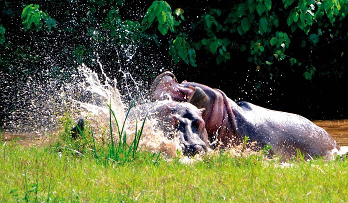 Drifters - Uganda Explorer