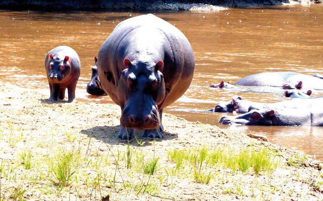 Drifters - Uganda Explorer