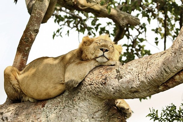 Drifters - Uganda Explorer