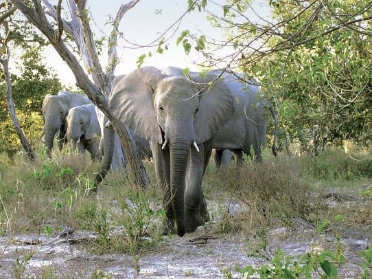 Drifters - Uganda Explorer