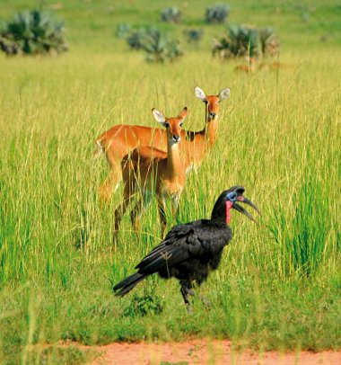 Drifters - Uganda Explorer