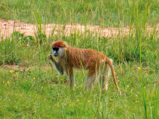 Drifters - Uganda Explorer