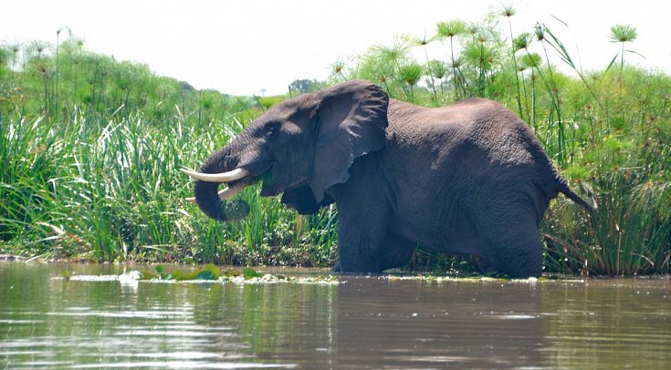 Drifters - Uganda Explorer