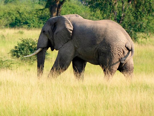 Drifters - Uganda Explorer