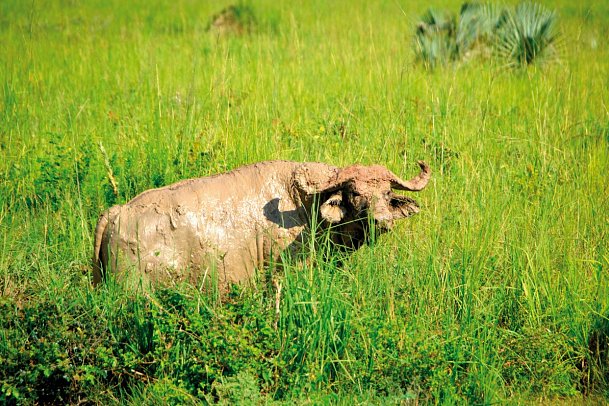 Drifters - Uganda Explorer