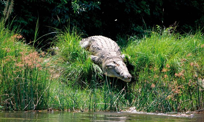 Drifters - Uganda Explorer