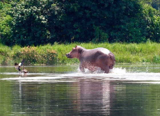 Drifters - Uganda Explorer