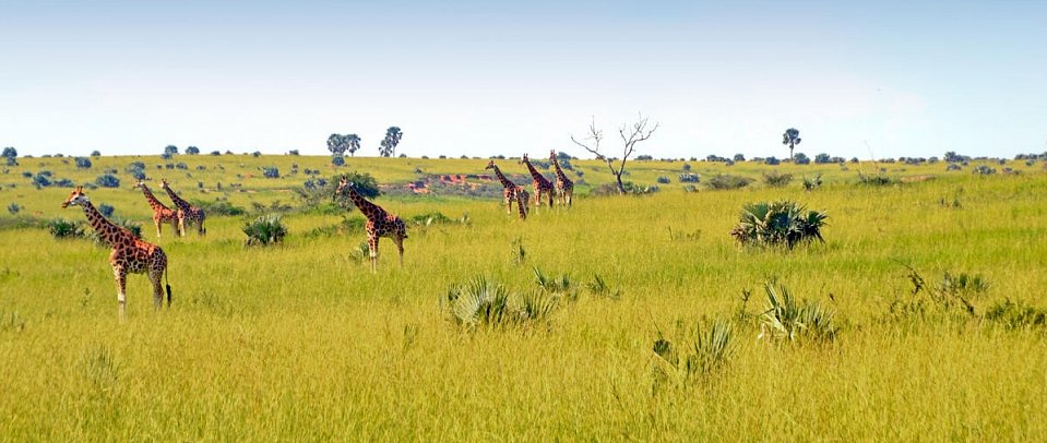 Drifters - Uganda Explorer - Giraffen
