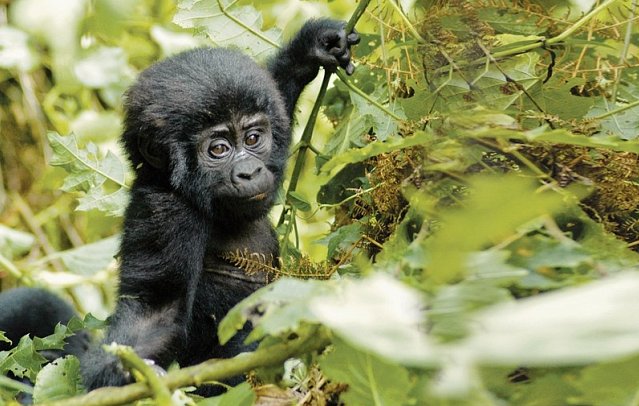 Drifters - Uganda Explorer - Gorilla Baby