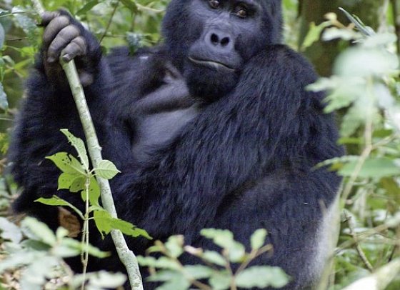 Drifters - Uganda Explorer