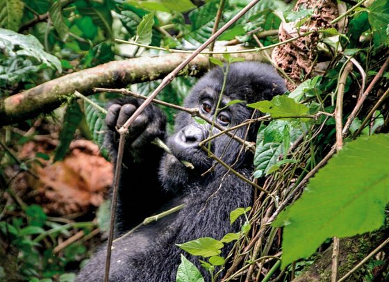 Drifters - Uganda Explorer - Gorilla