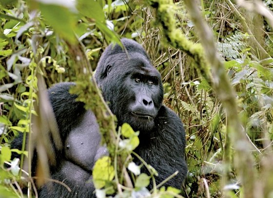 Drifters - Uganda Explorer