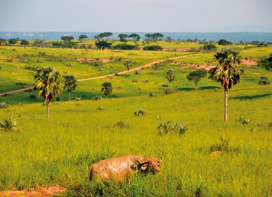 Drifters - Uganda Explorer