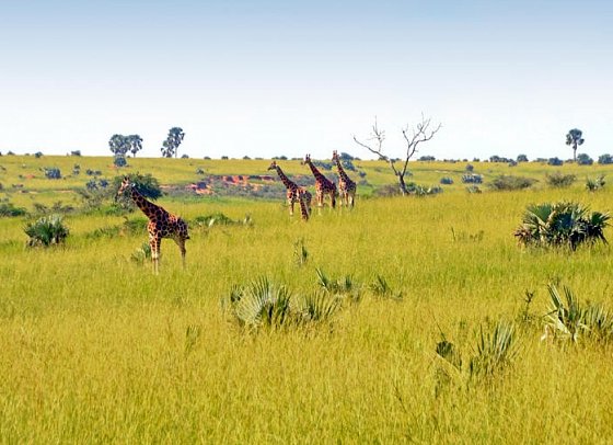 Drifters - Uganda Explorer - Giraffen