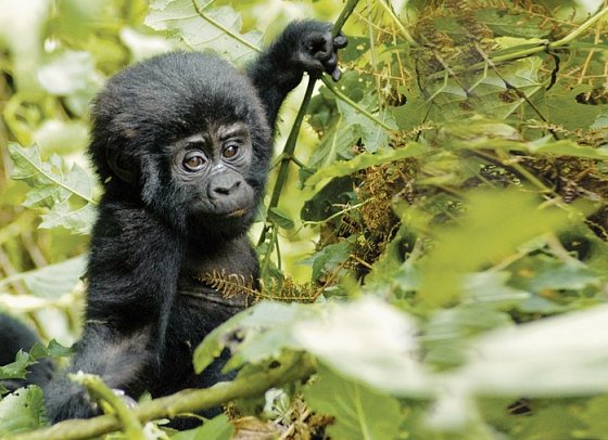 Drifters - Uganda Explorer - Gorilla Baby