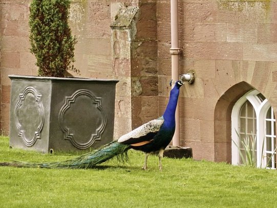 Herrschaftliches Schottland - Scone Palace, Garten