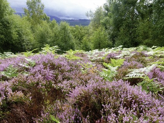 Schottlands klassische Rundreise - Städte, Highlands und die Insel Skye - Heidelandschaft Cairngorm NP