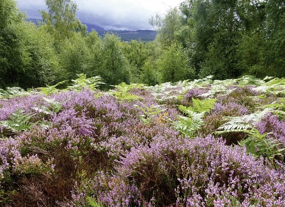 Schottlands klassische Rundreise - Städte, Highlands und die Insel Skye - Heidelandschaft Cairngorm NP