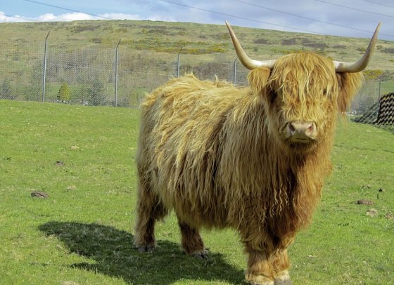Schottlands klassische Rundreise - Städte, Highlands und die Insel Skye