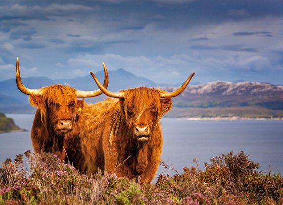 Stippvisite Schottland - Galloway Rinder