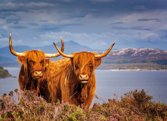 Stippvisite Schottland - Galloway Rinder