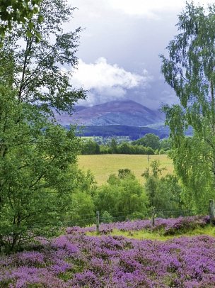 Schottland aktiv erleben - Heidelandschaft Cairngorm NP
