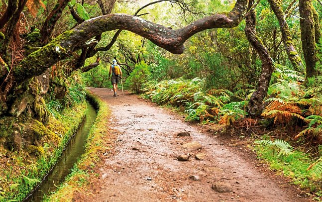 Madeiras Highlights erwandern - Madeira