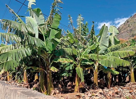 Madeiras Highlights erwandern - Bananenplantage
