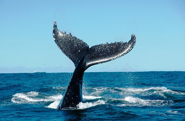 Die besten Seiten von Madeira